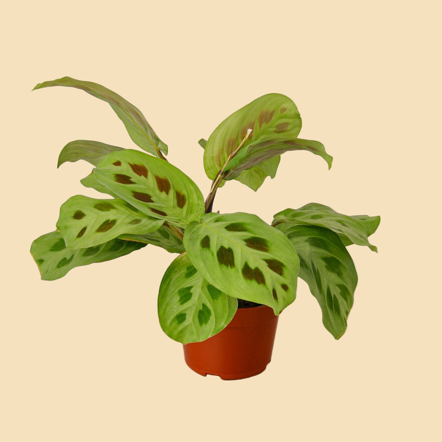 Potted green plant with spotted leaves.