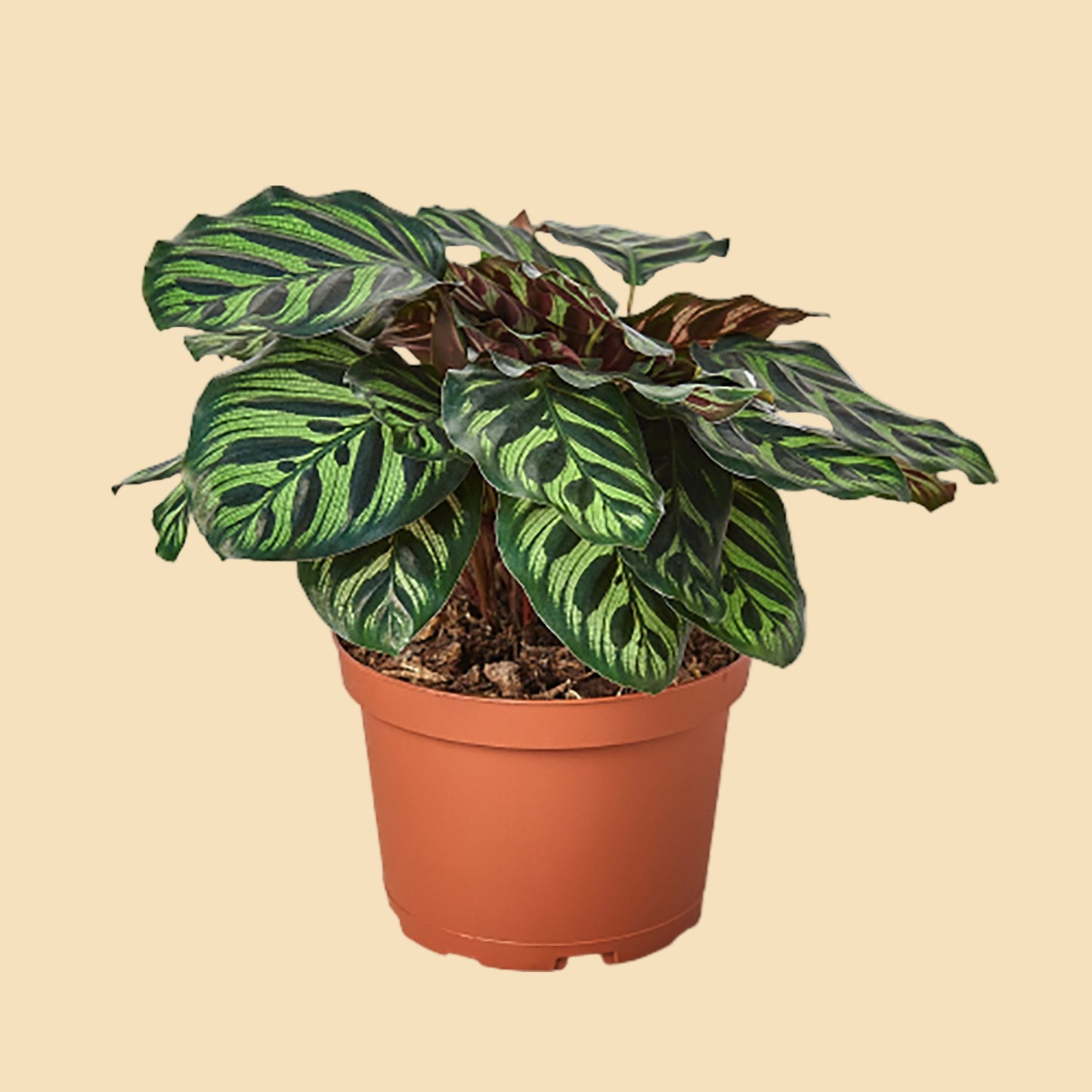 Potted plant with variegated green leaves.
