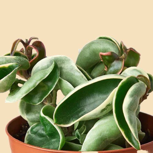 Hoya Rope Plant (Variegated)