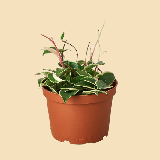 Potted plant with green and white leaves and red accents.