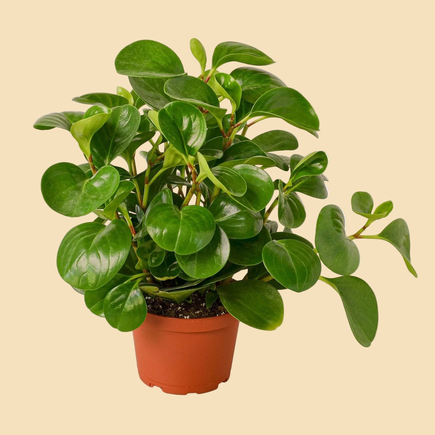Lush plant with round green leaves potted in an orange plastic pot.