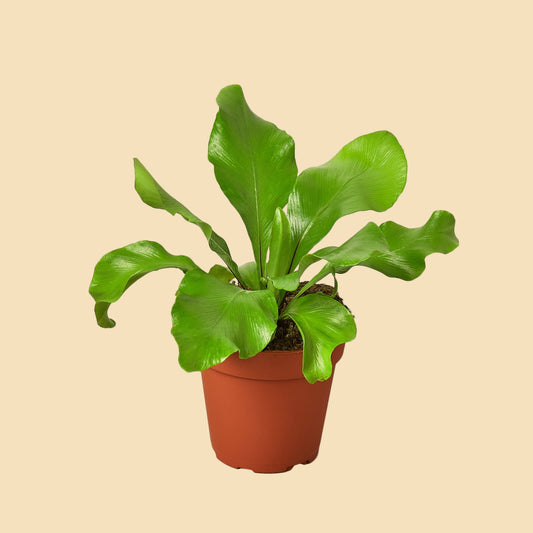 Plant with large green leaves potted in an orange plastic pot.