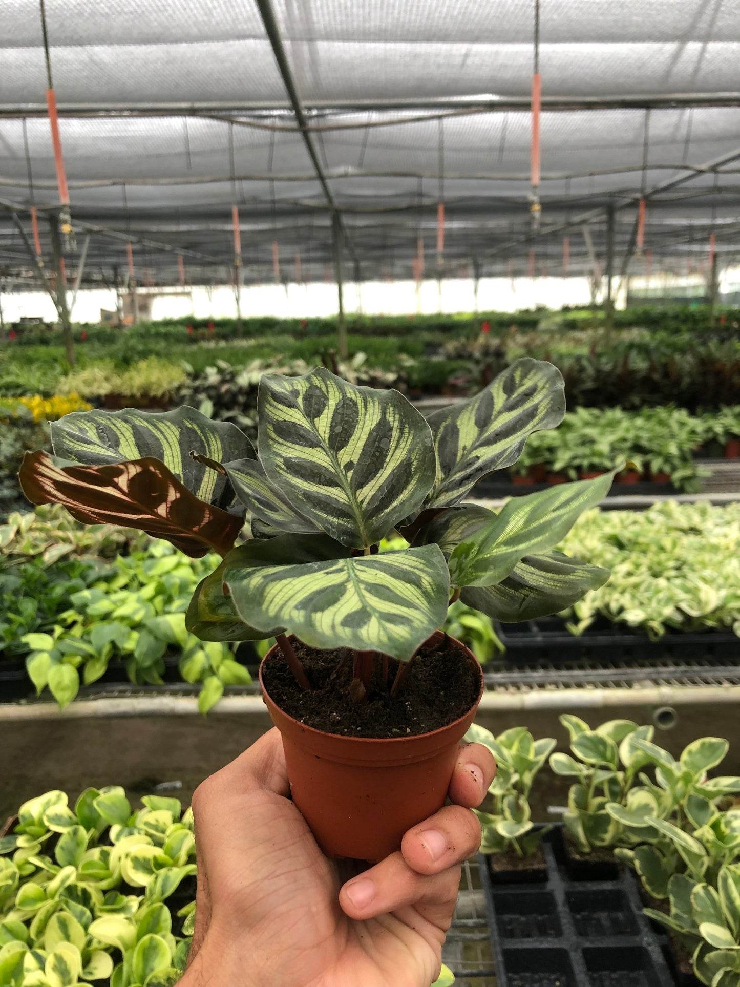 Hand holding a small potted plant with a patterned leaf in a greenhouse setting.