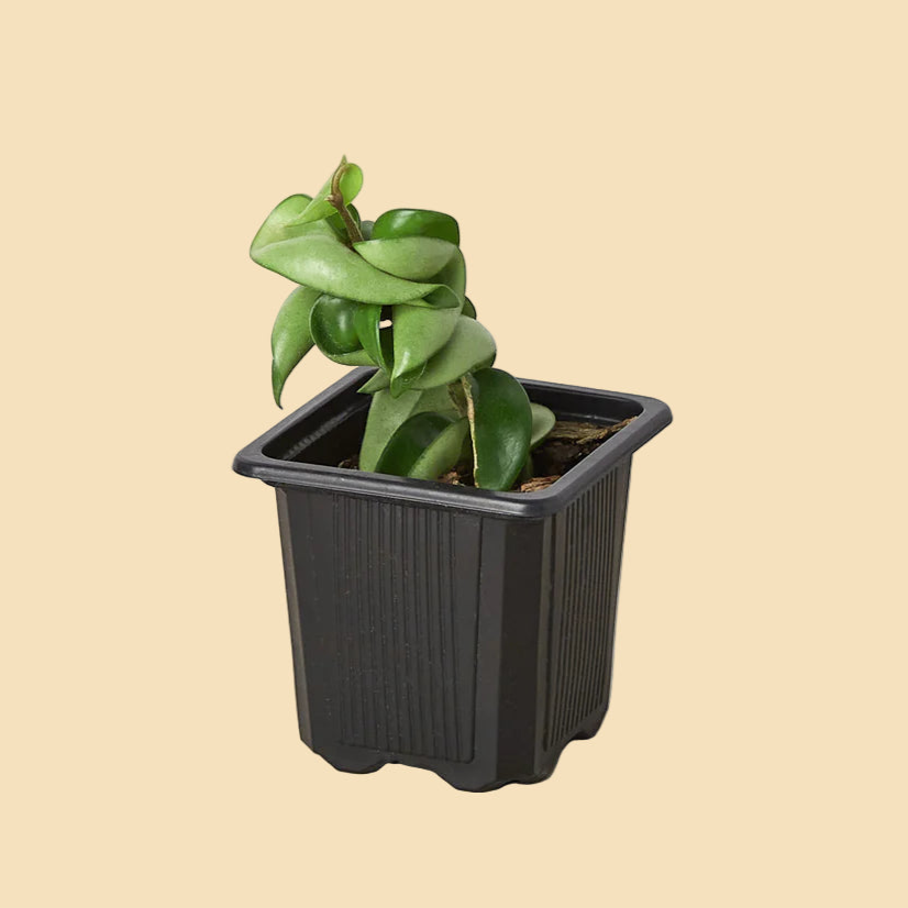 Extra small green twisted plant potted in black plastic pot.
