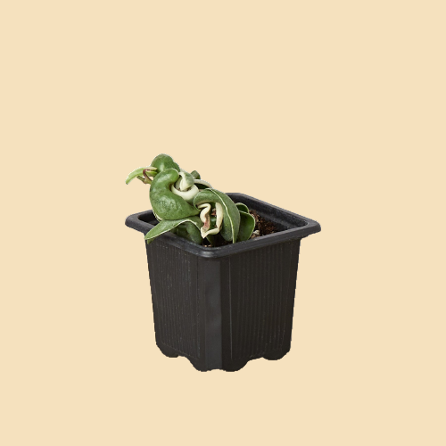 Hoya Rope Plant (Variegated)