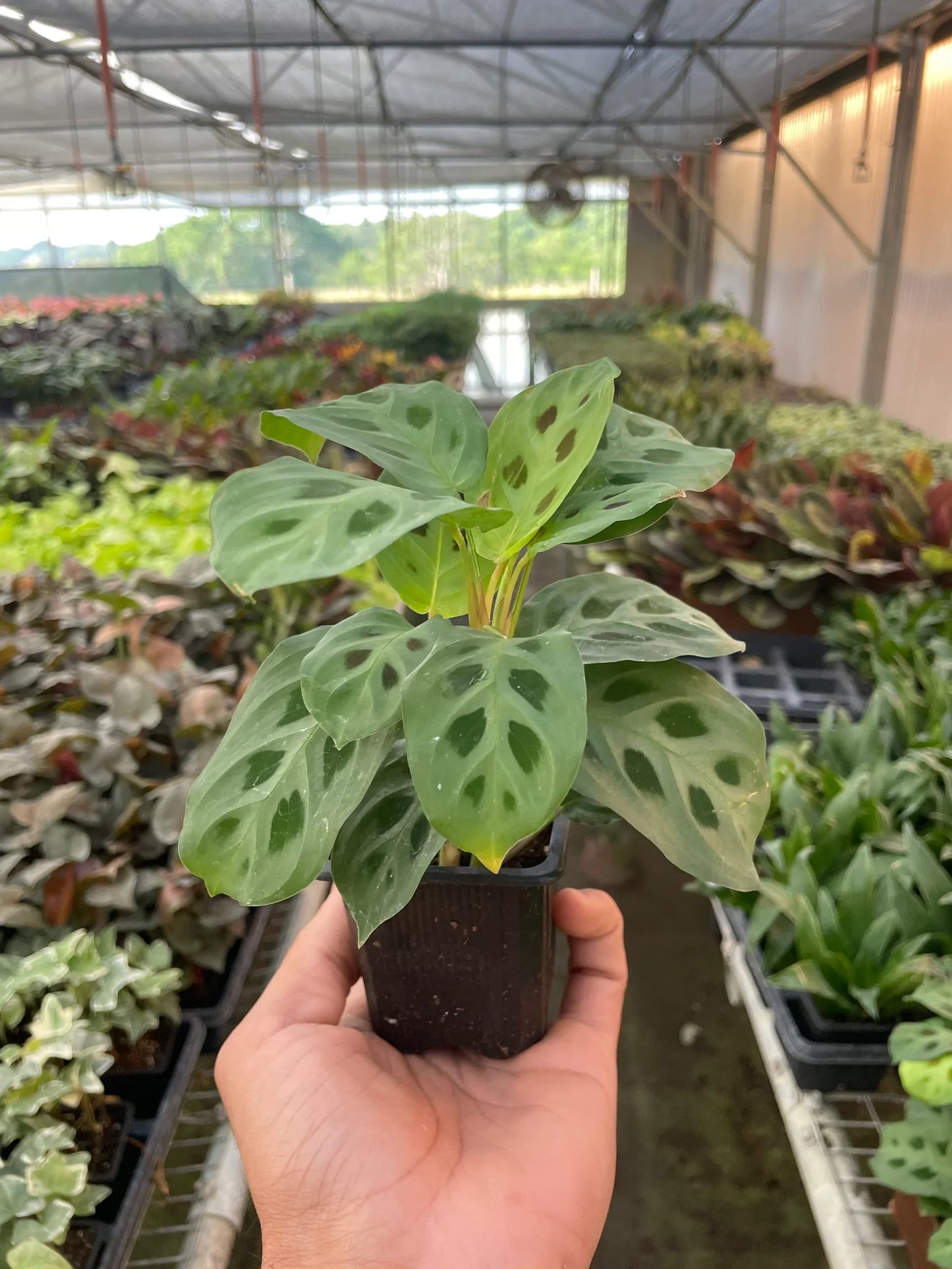 Hand holding a potted plant with a green leaf pattern in a greenhouse setting.