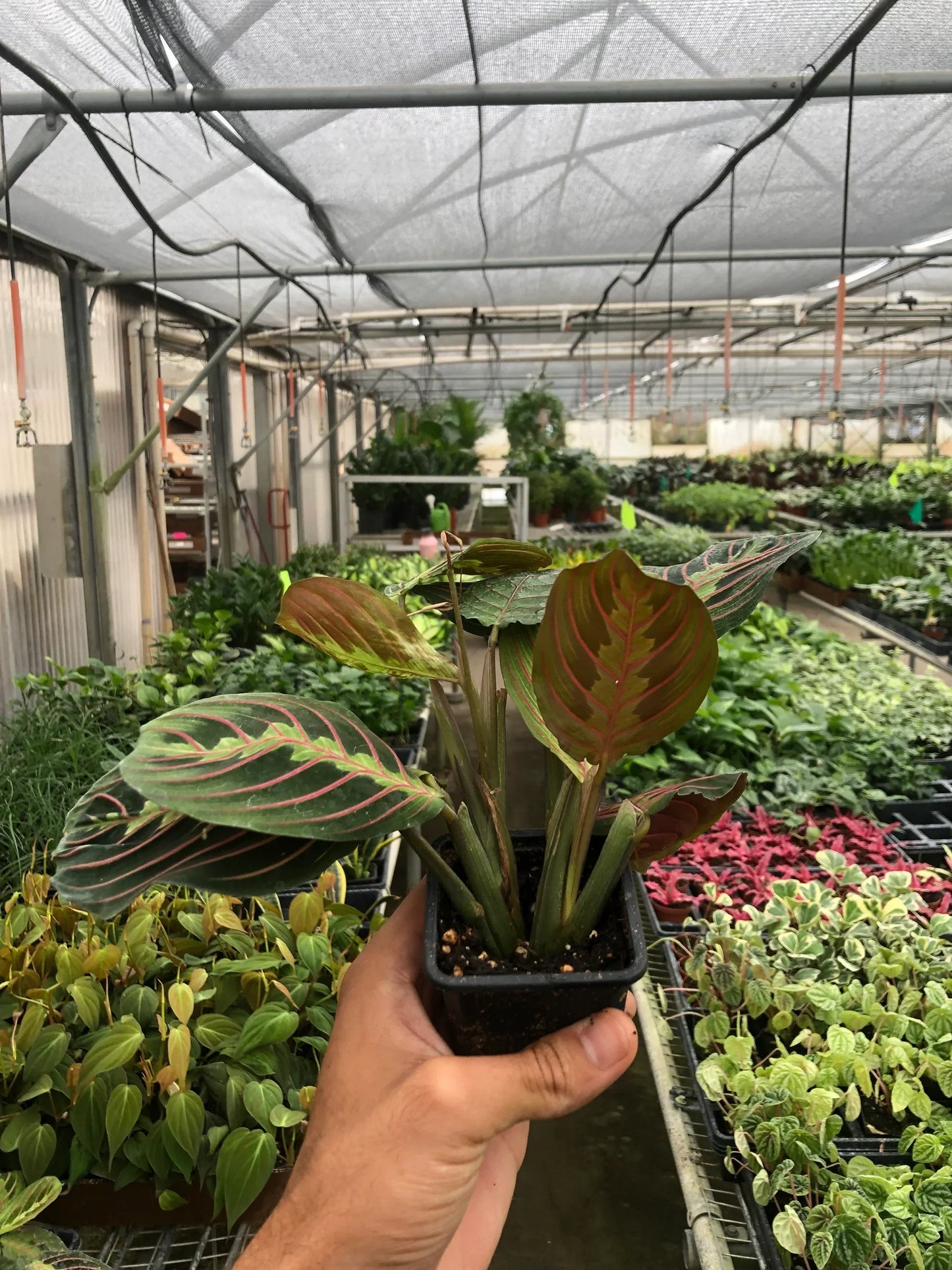 Red Prayer Plant (Maranta)