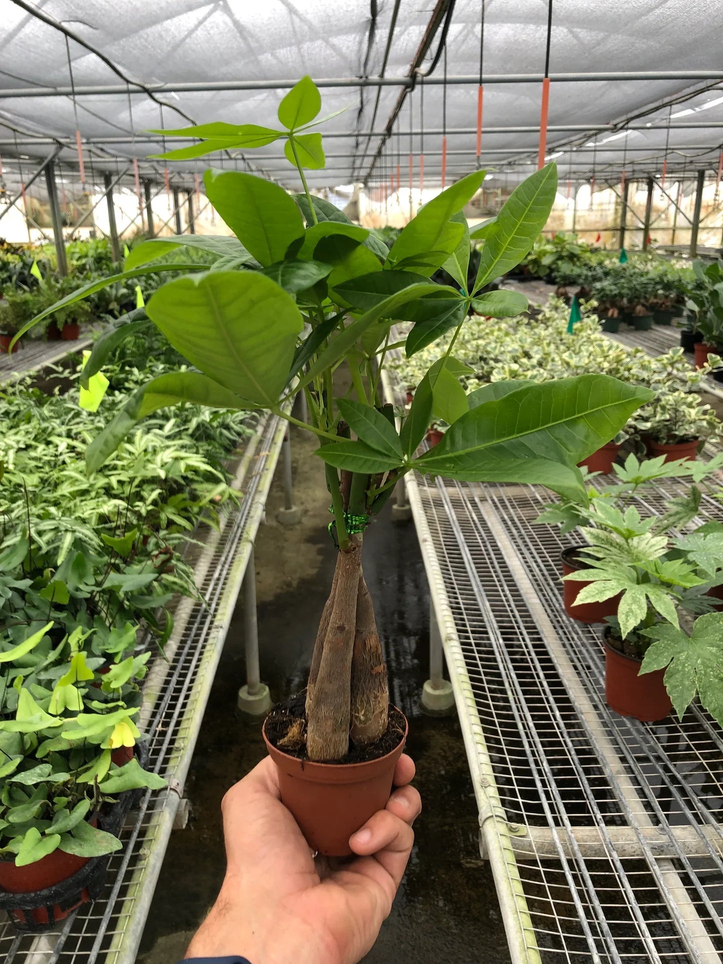 Hand holding a small Braided Money Tree potted in an orange plastic grow pot with an indoor nursery with rows of plants in the background.