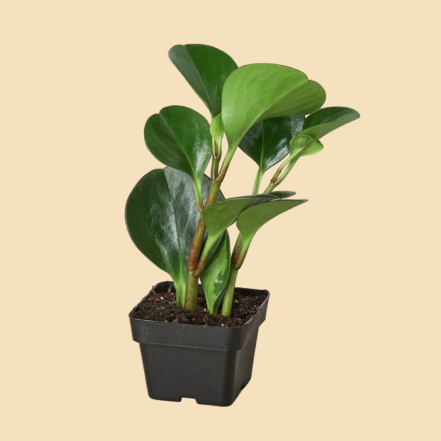 Small plant with round green leaves potted in black plastic pot.
