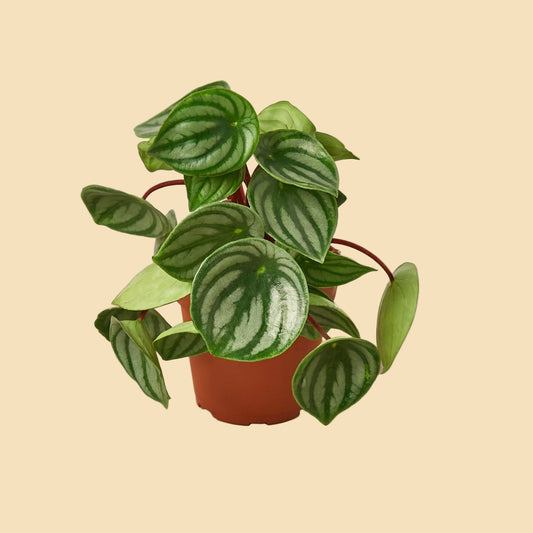 Potted plant with round leaves that look like watermelons.