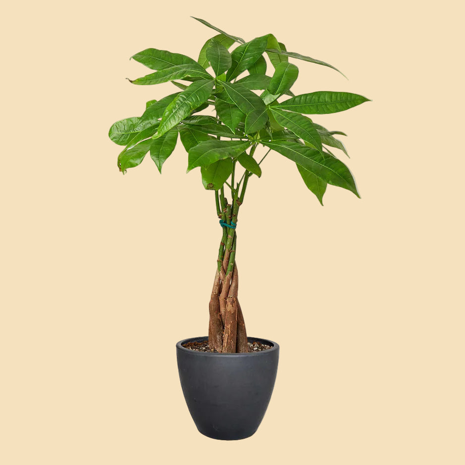 Braided Money Tree plant potted in a black eco pot.