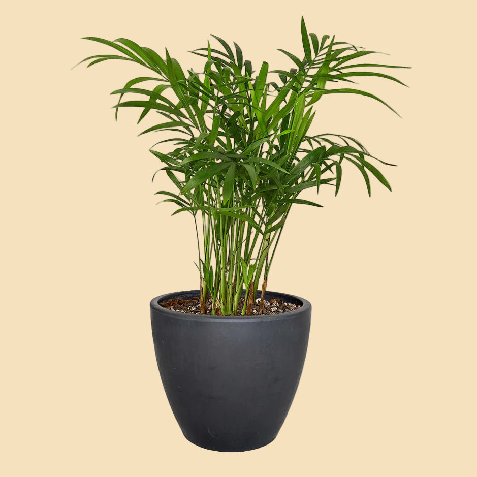 Parlor palm potted in black eco pot.