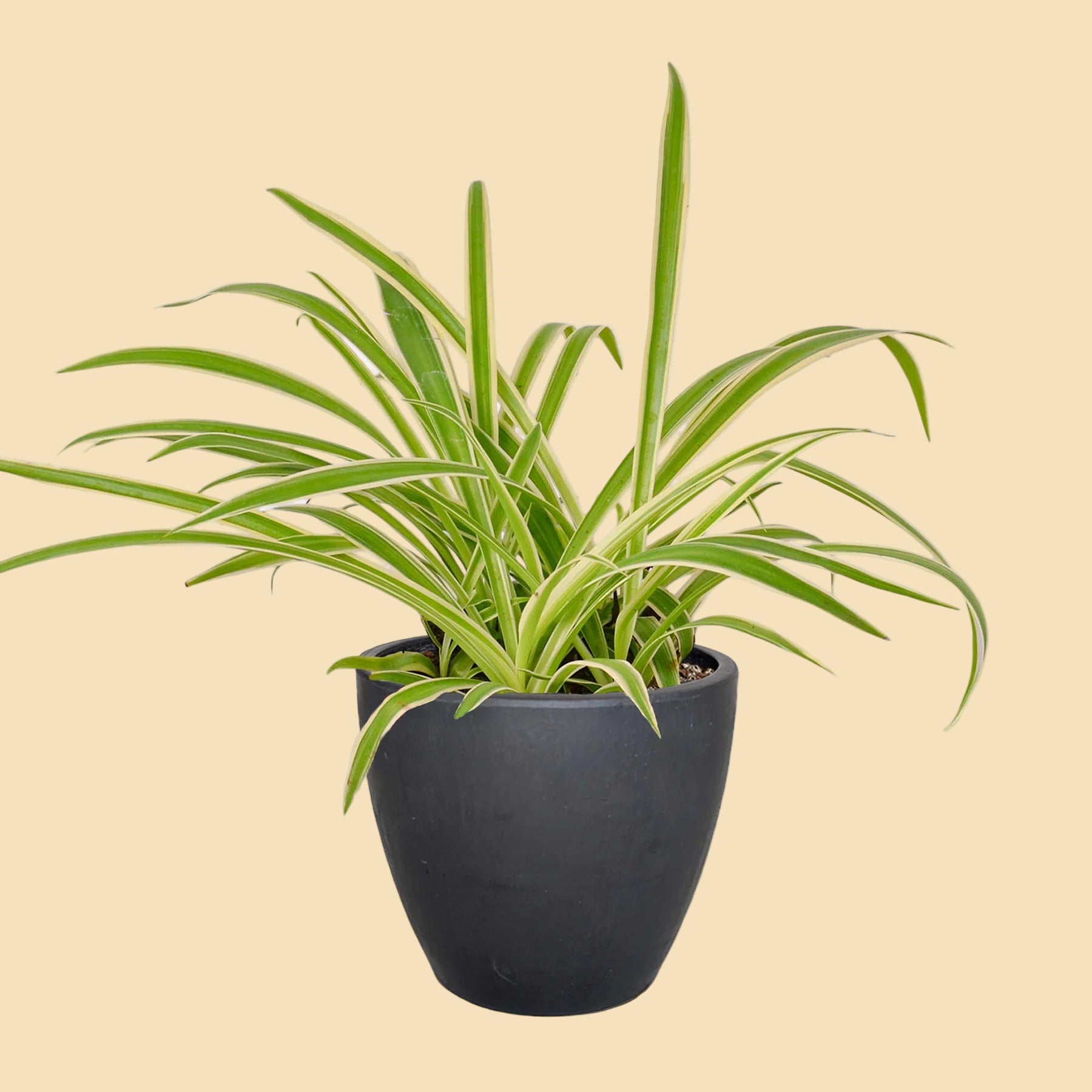 spider plant black leaves Air-Purifying Spider Plant 'Reverse'