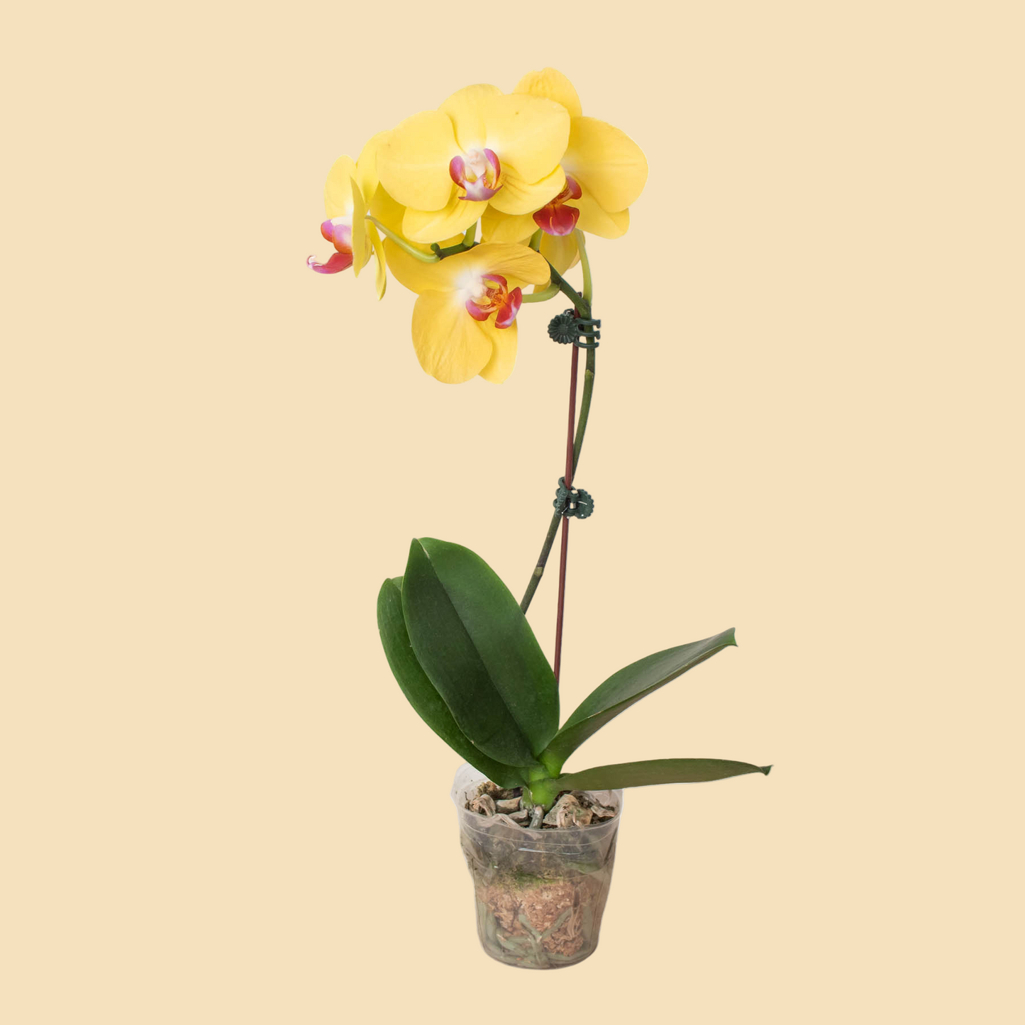 Yellow Phalaenopsis Orchid