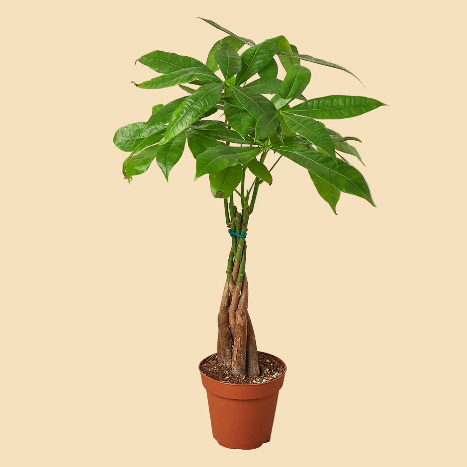 Small Braided Money Tree in an orange plastic grow pot.