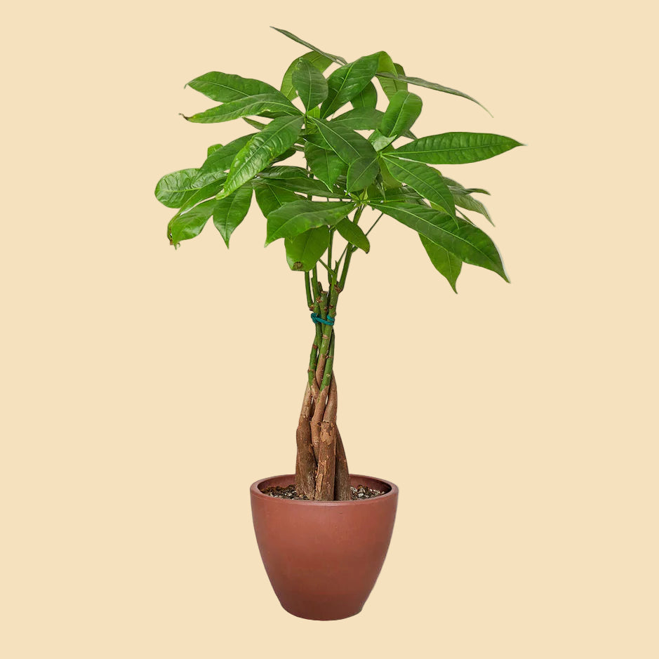 Braided Money Tree potted in a terracotta colored eco pot.
