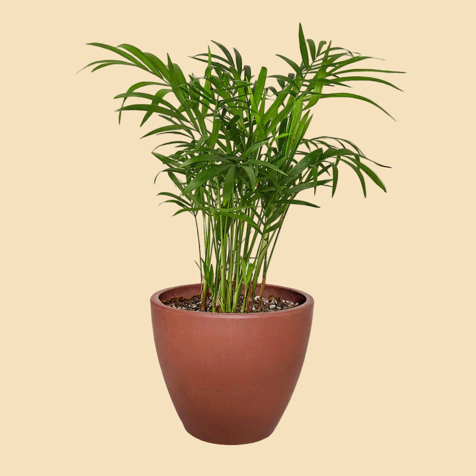 Parlor palm potted in terracotta colored eco pot.