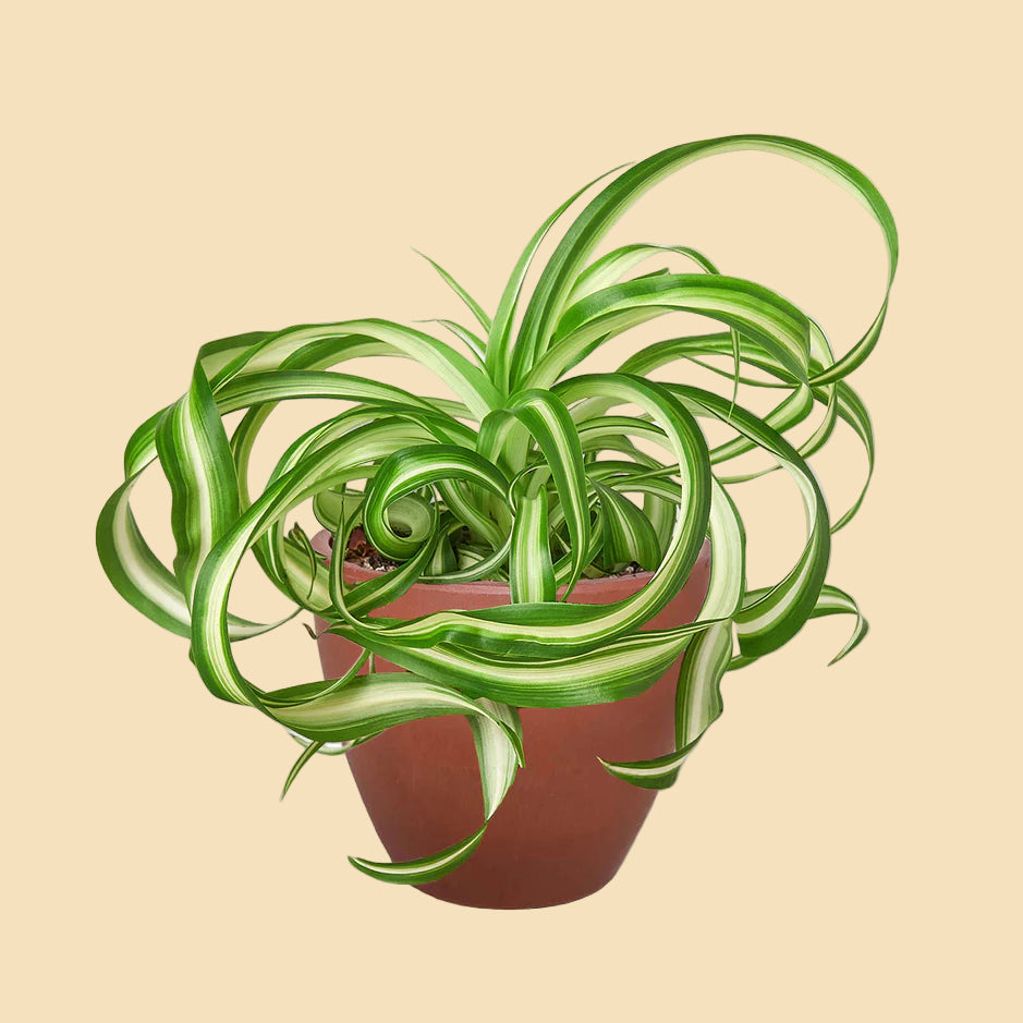 Spider plant with swirling green leaves potted in a terracotta colored eco pot.