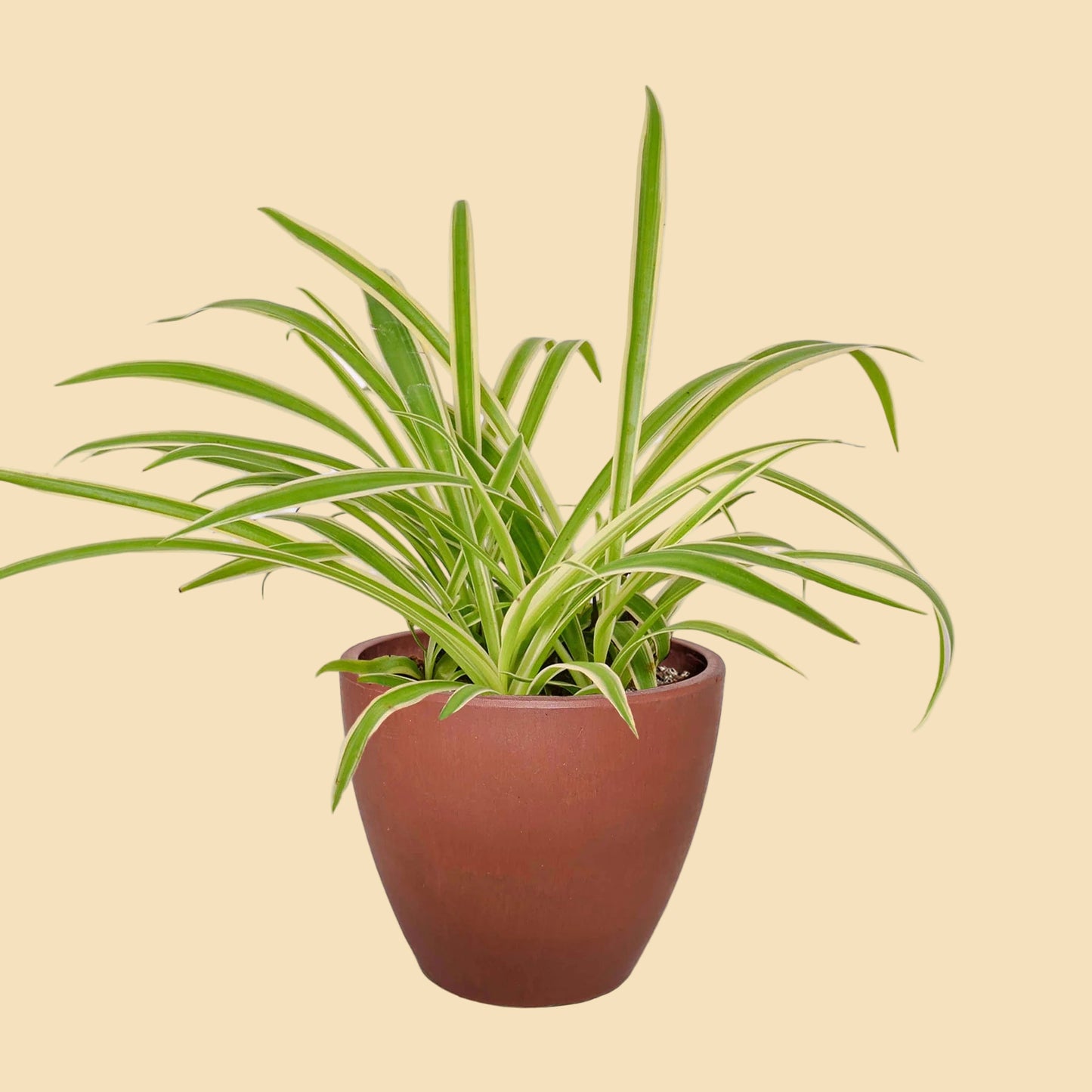 Spider Plant "Reverse"