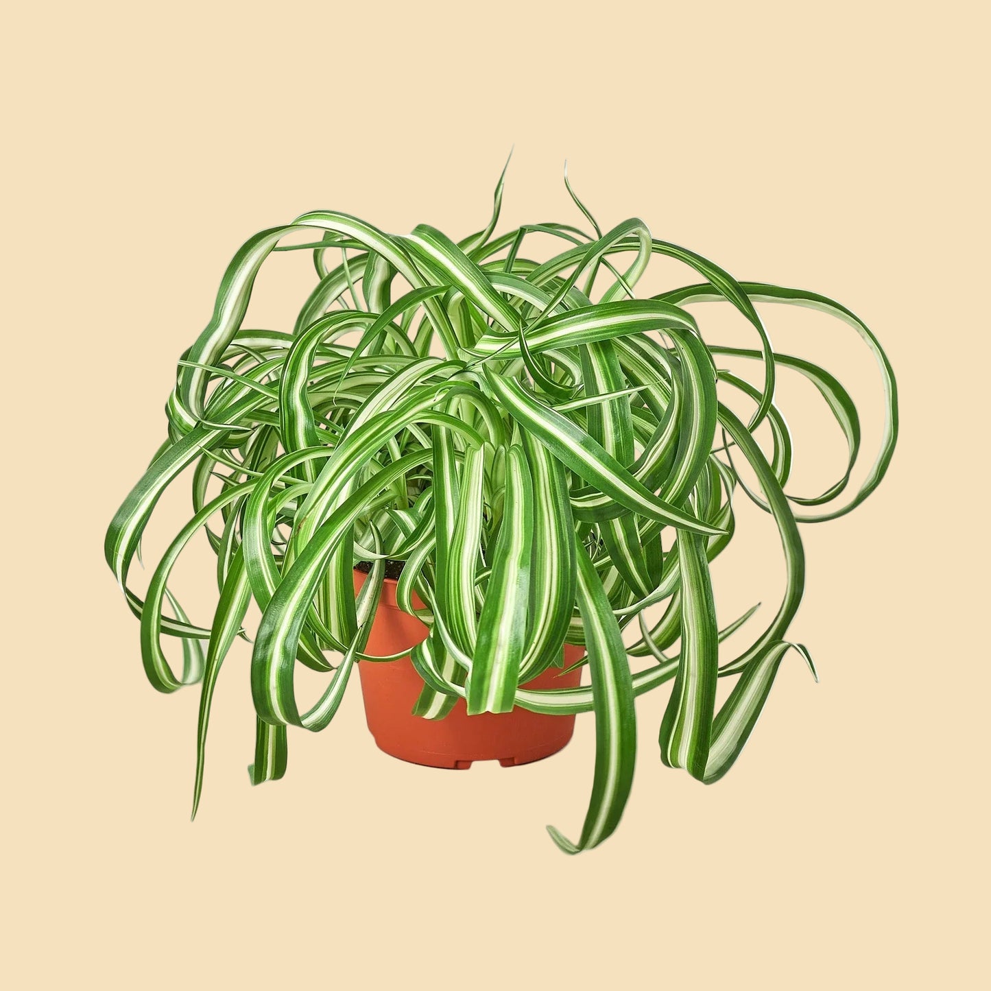 Potted spider plant with long, trailing leaves.