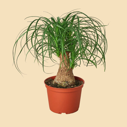 Ponytail palm with thick brown trunk potted in orange plastic pot.
