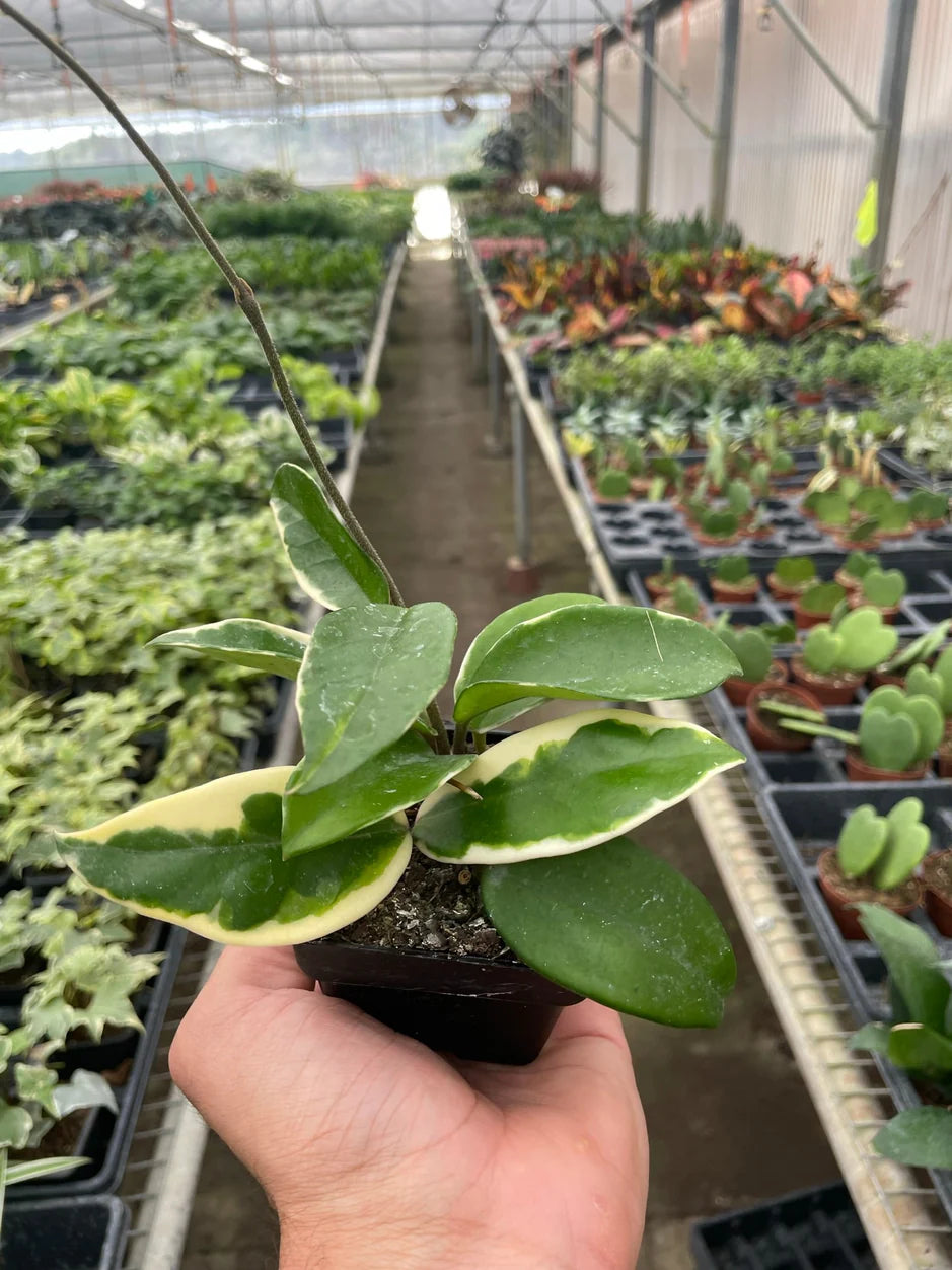 Hand holding a small green potted plant in a greenhouse setting with rows of plants in the background.