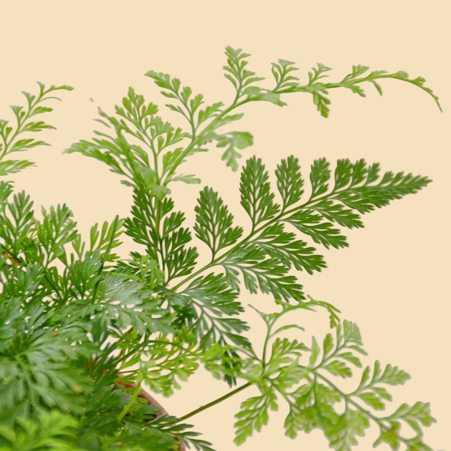 Close-up of green fern leaves