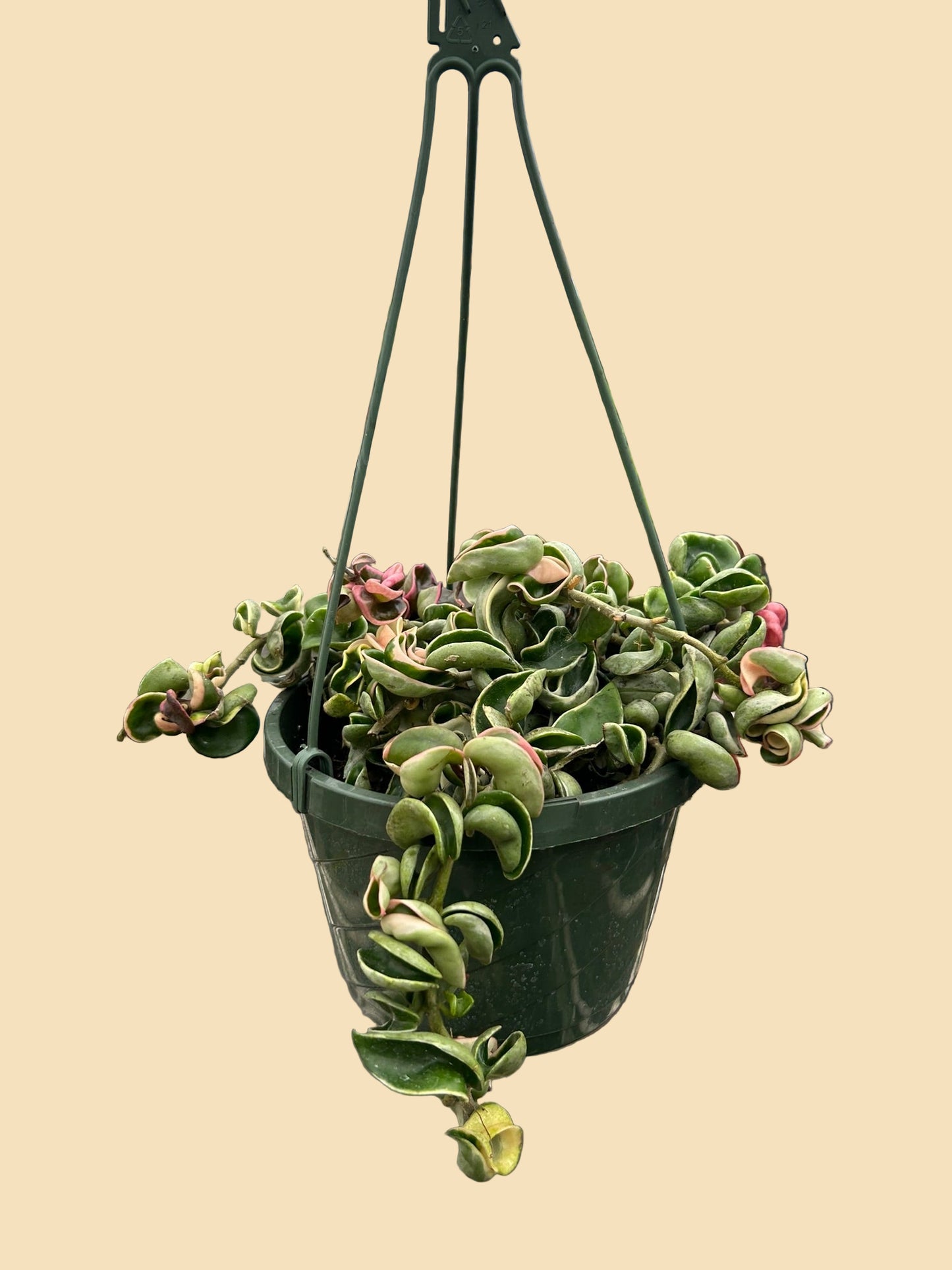 Hoya Rope Plant (Variegated)