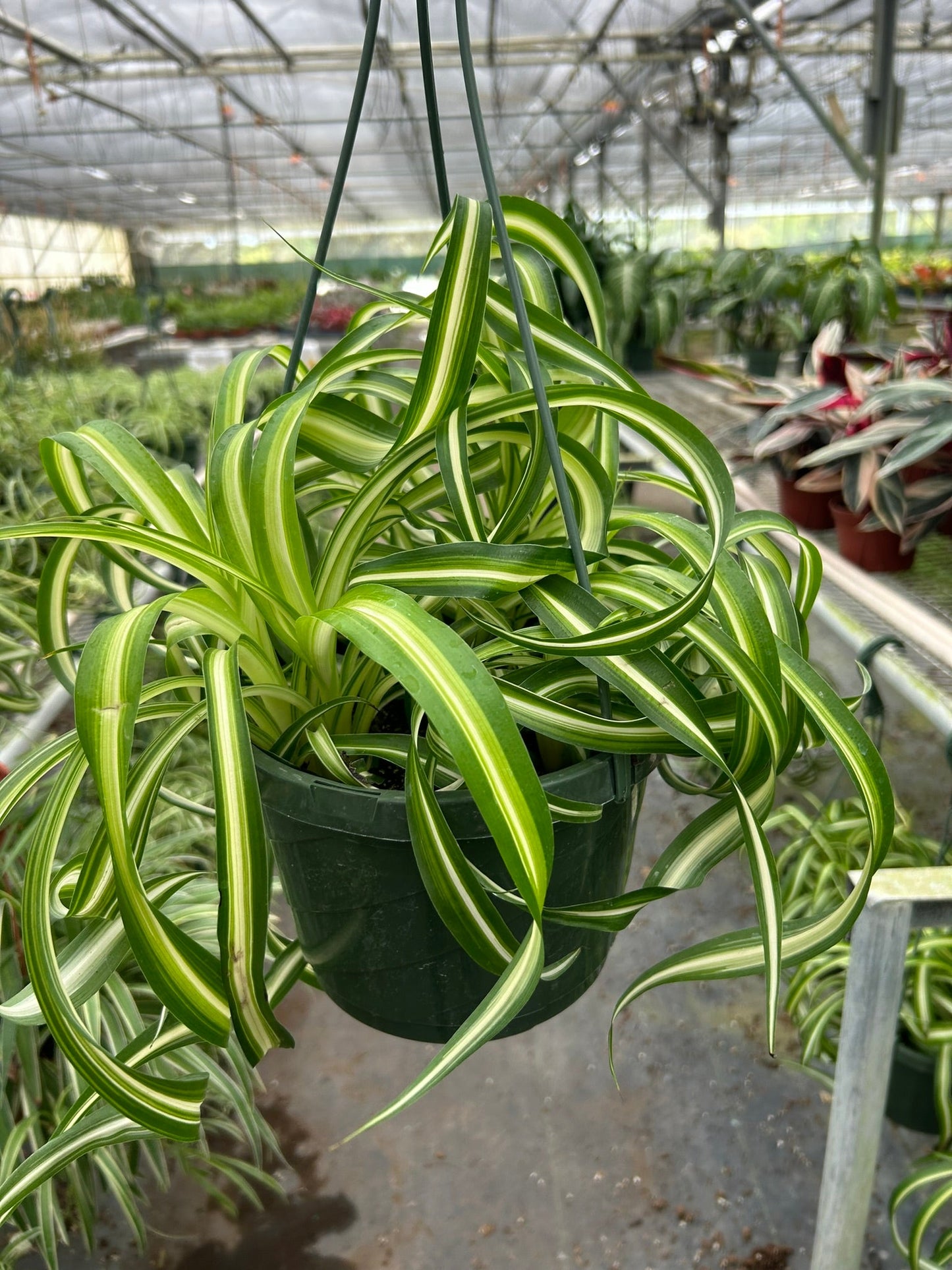 Hanging spider plant with swirling green and yellow leaves in a greenhouse setting.
