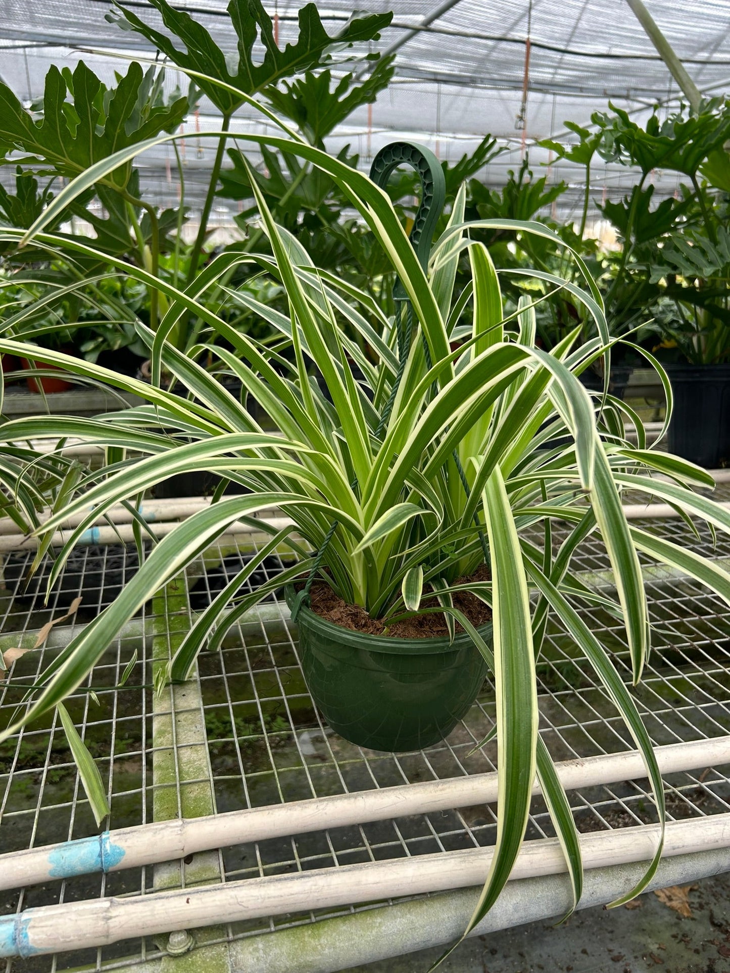 Spider Plant "Reverse"