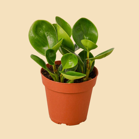 Plant with round green leaves potted in orange plastic pot.