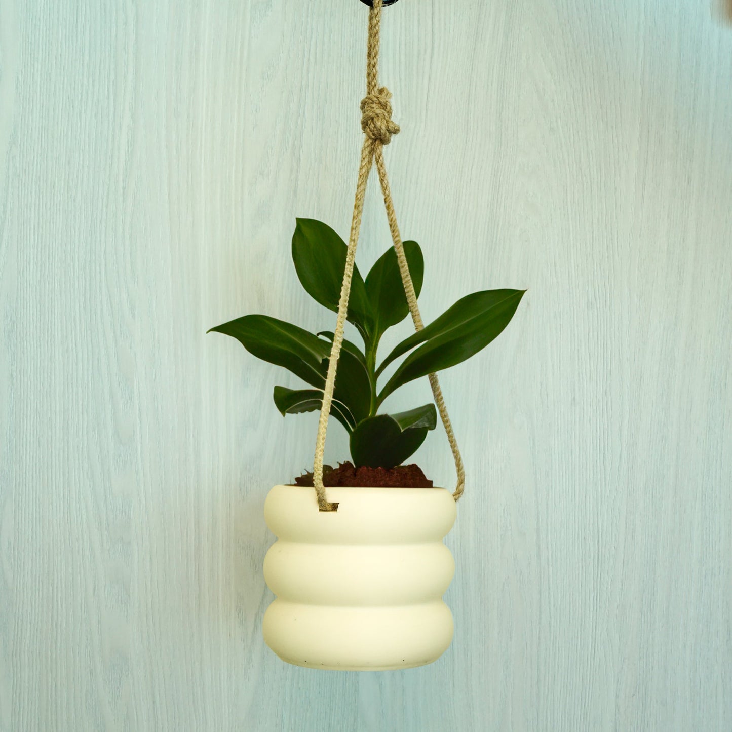 Bubble Pot Hanging Planter