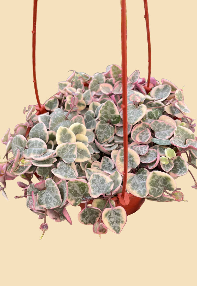 are string of hearts succulents String of Hearts (Variegated) | Succulents