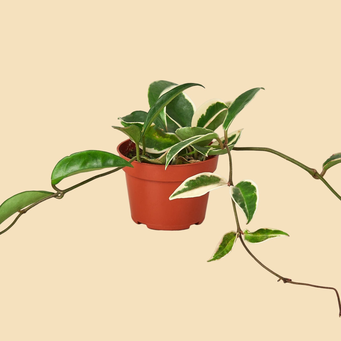 Potted plant with trailing green and white leaves.