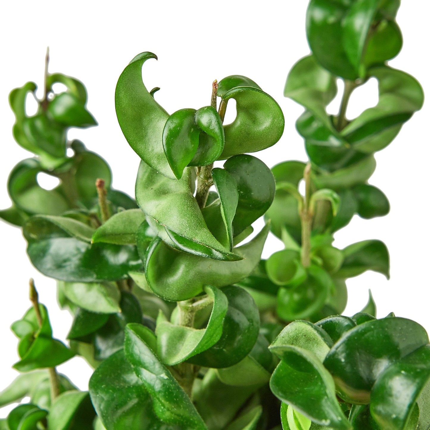 Closeup of curly rope-like plant leaves.