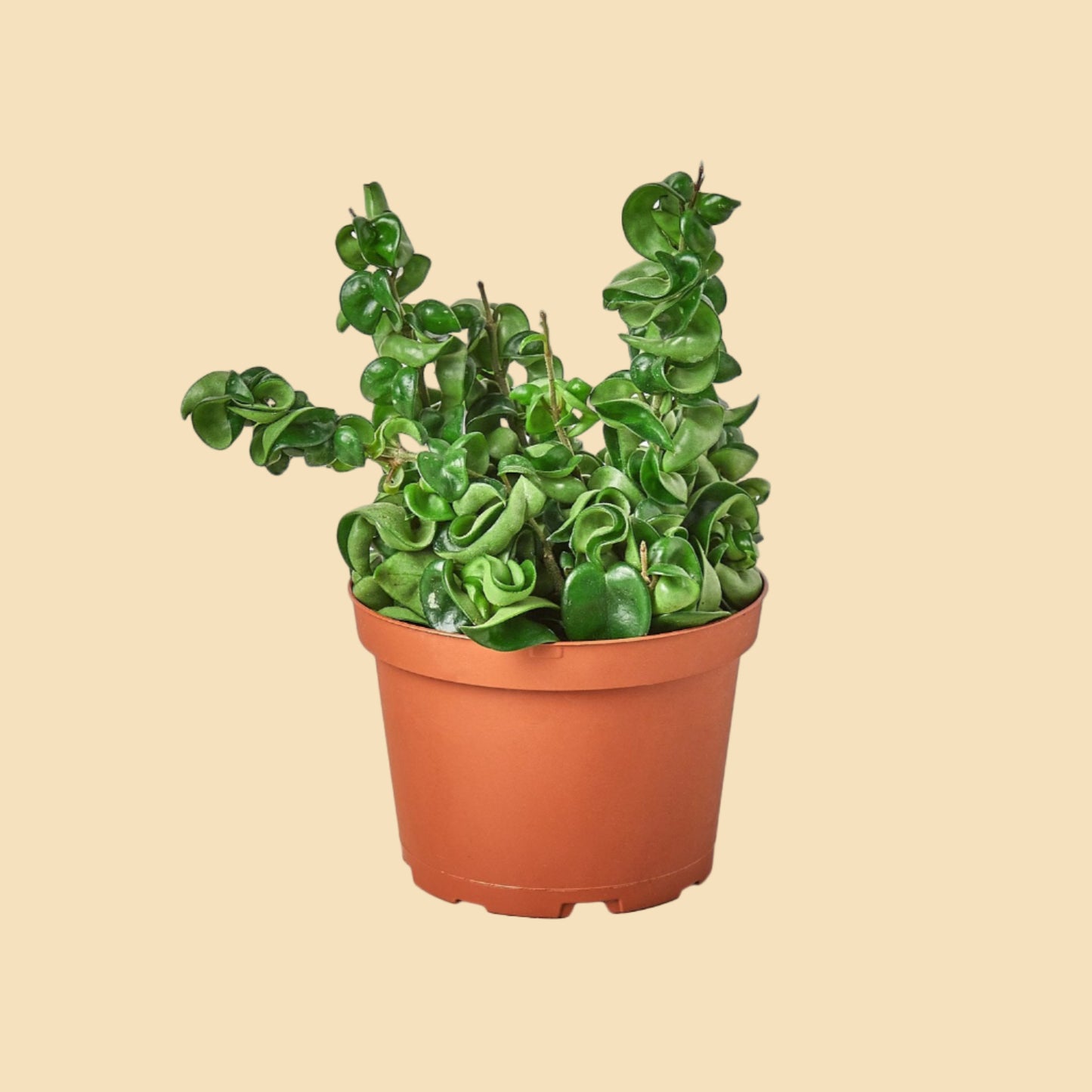 Potted plant with green twisted rope-like leaves.