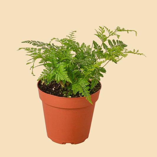 Green leafy fern potted in orange plastic pot.