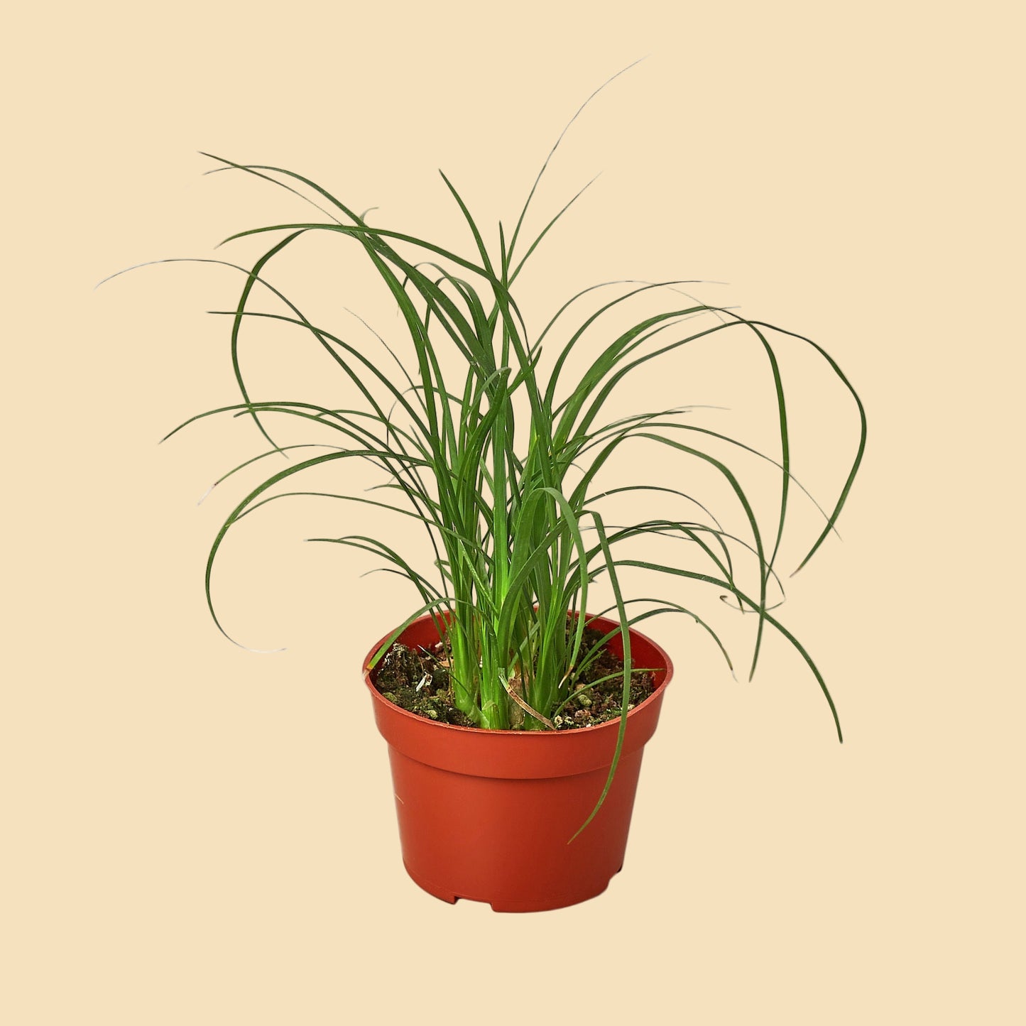 Small ponytail palm without a trunk potted in an orange plastic pot.