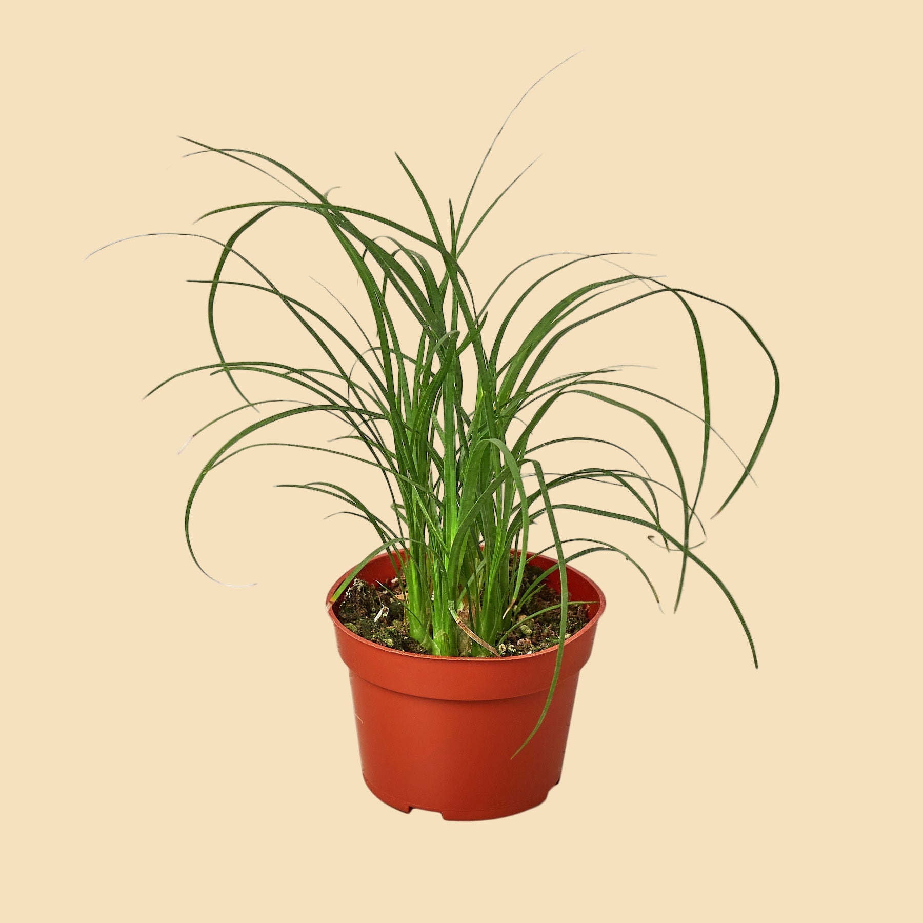 Small ponytail palm without a trunk potted in an orange plastic pot.