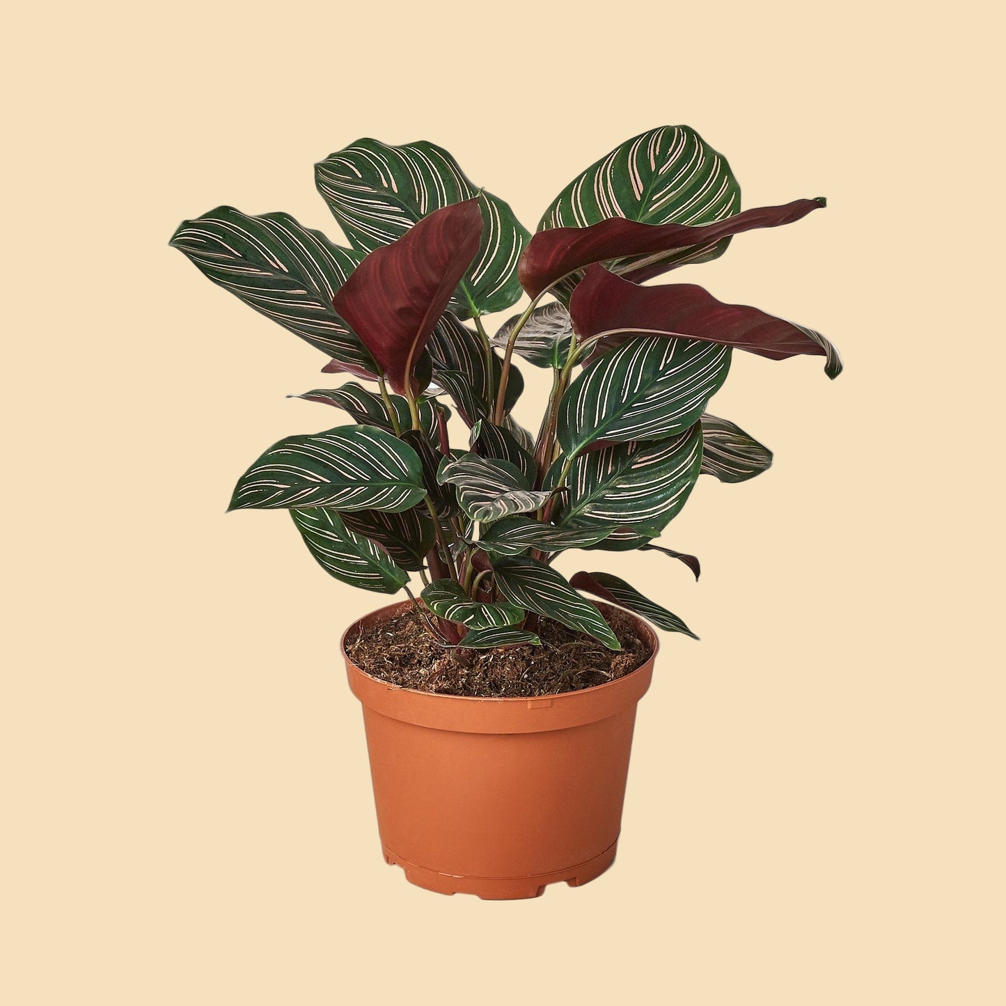 Potted plant with green leaves with white stripes and deep red undersides. 