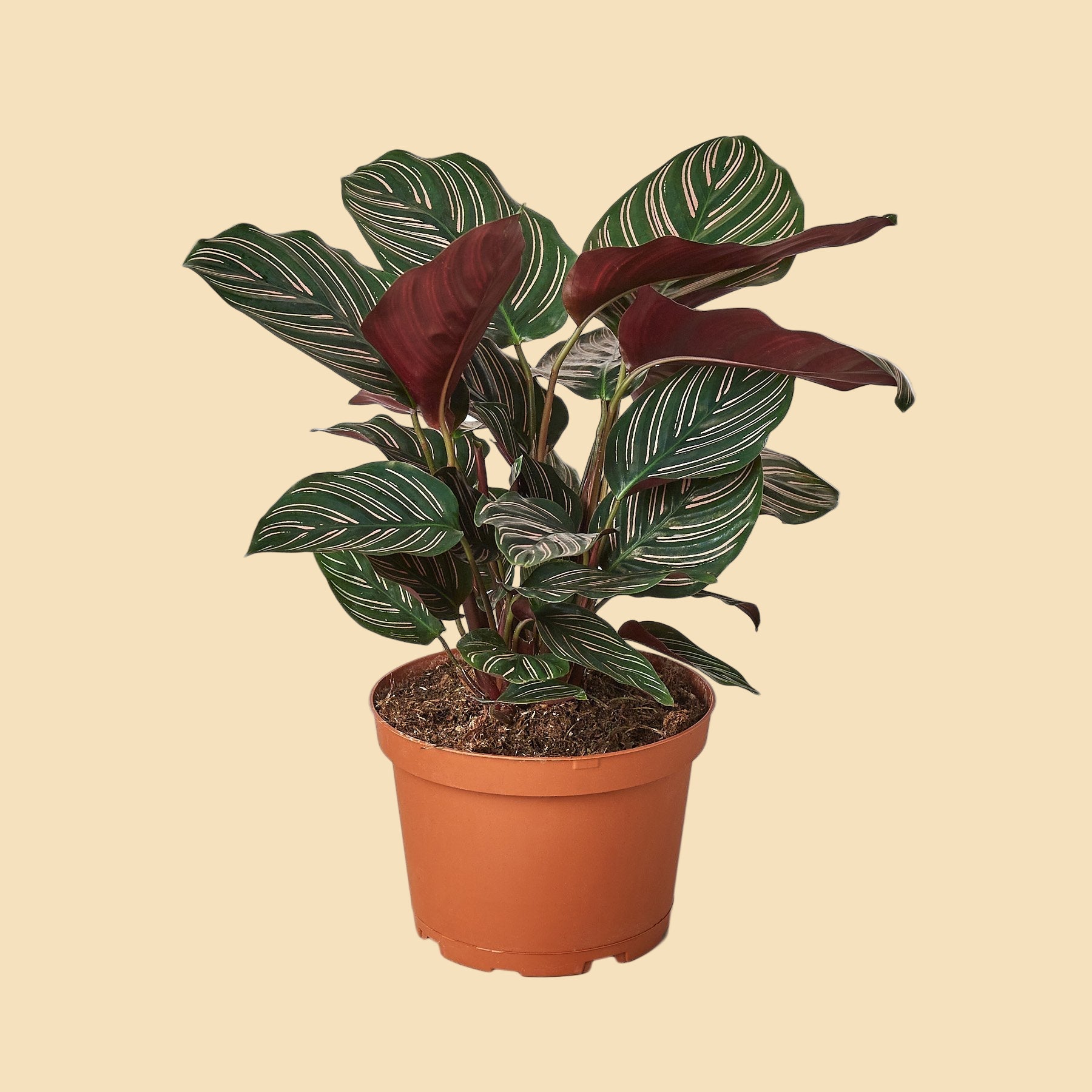 Potted plant with green leaves with white stripes and deep red undersides. 