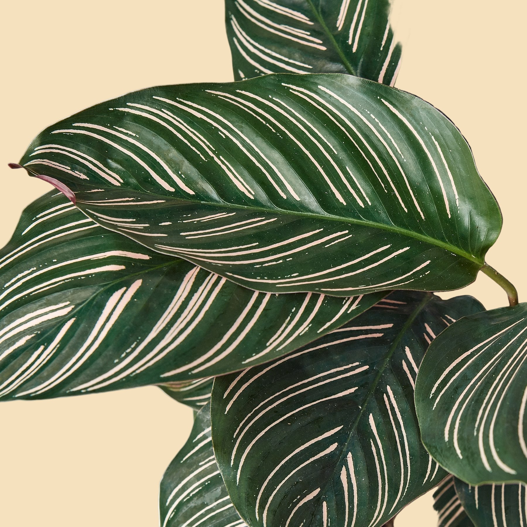 Close-up of green leaves with white stripes.