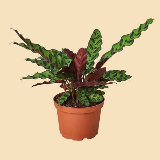 Potted plant with green and red leaves in an orange plastic pot. 