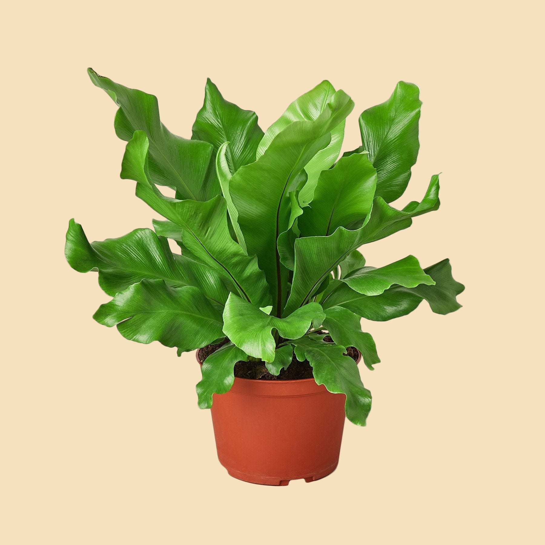 Lush plant with large green leaves potted in orange plastic pot.
