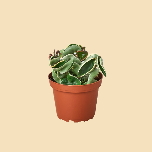 Hoya Rope Plant (Variegated)