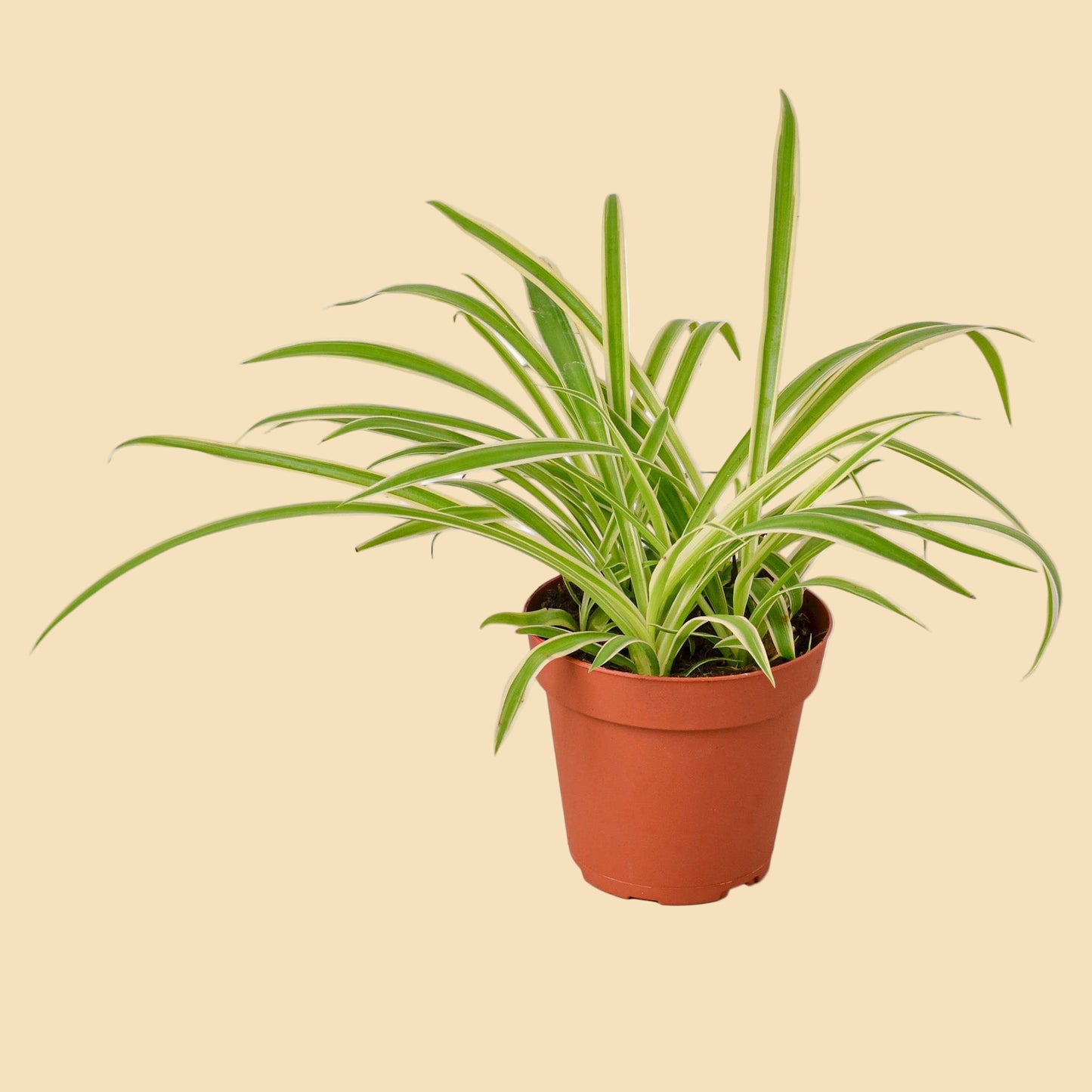 Spider Plant "Reverse"