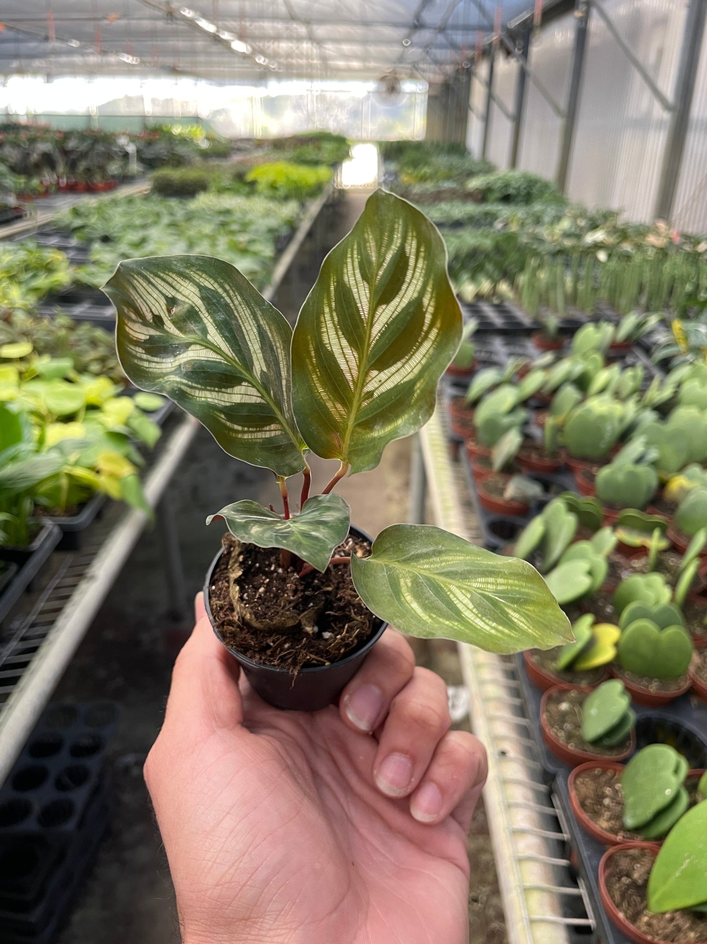 Hand holding an extra small potted plant with variegated leaves in a greenhouse setting.