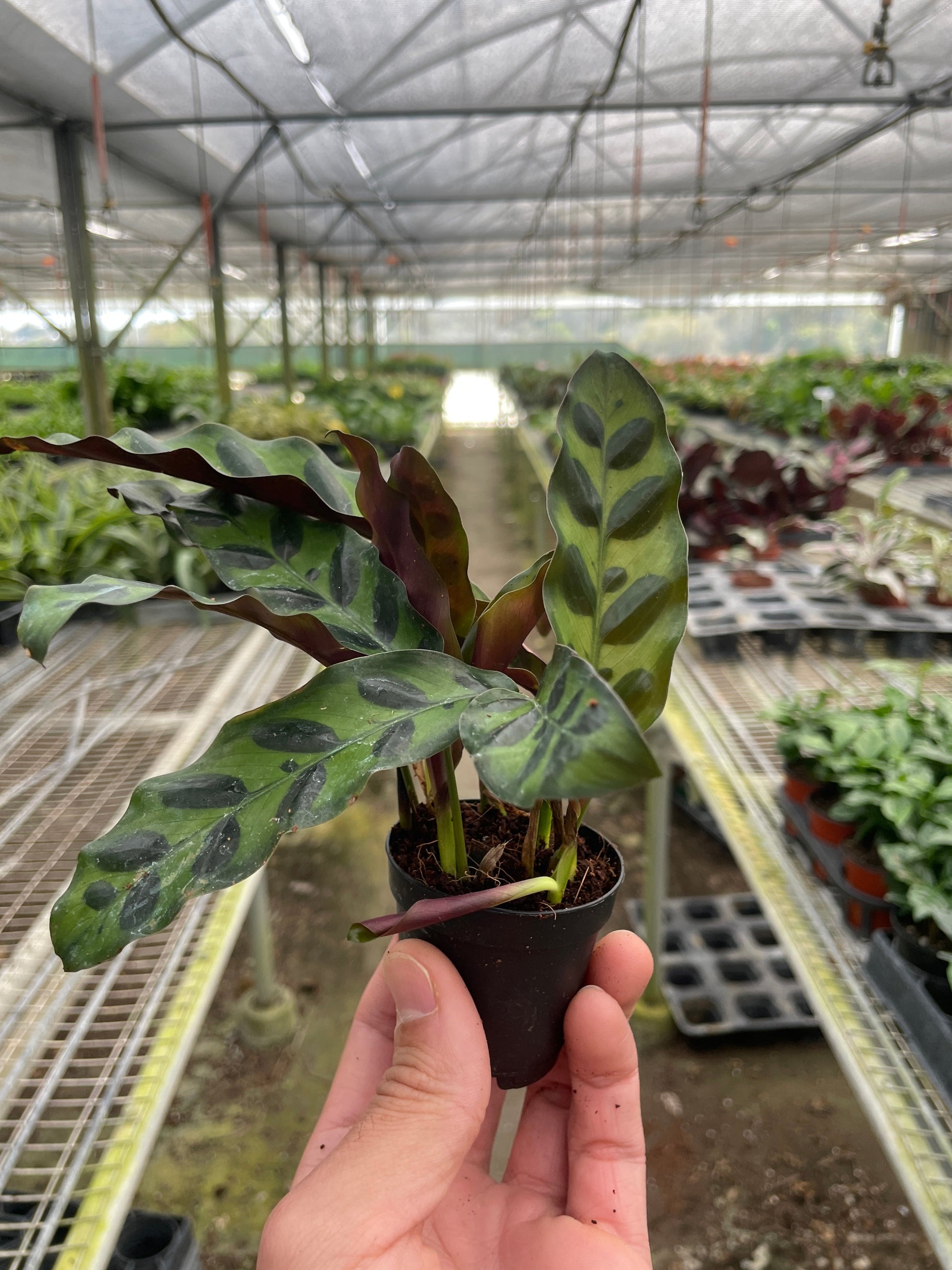Hand holding an extra small potted plant with a greenhouse in the background.