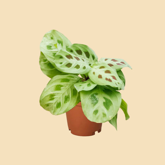 Potted plant with spotted green leaves.
