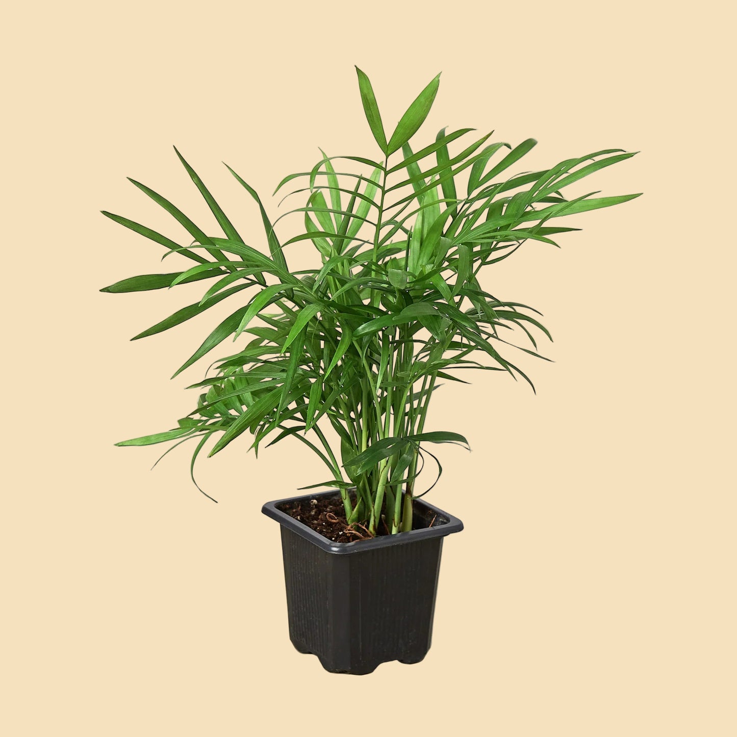 Small parlor palm potted in black rectangular pot.